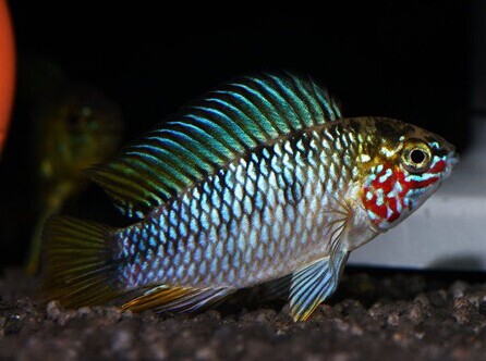 短鲷的活饵饲料