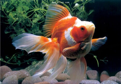 金鱼的四季饲养要点