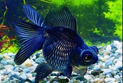 金鱼的技术要点