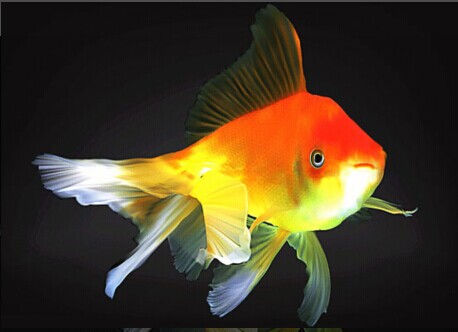 巧养金鱼