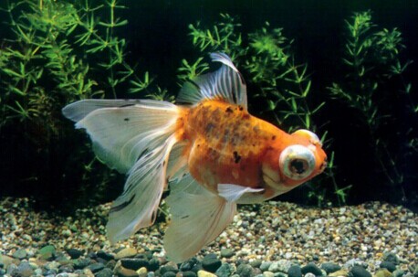 金鱼的养殖技巧