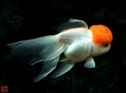 金鱼的放养密度