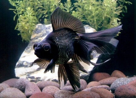 金鱼的四季管理