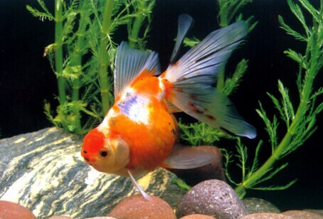 夏天金鱼生长旺须防