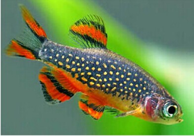 繁殖红绿灯鱼经验