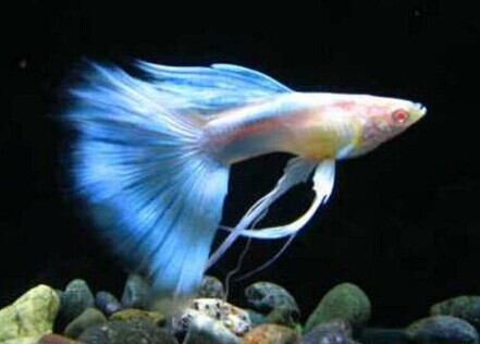 孔雀鱼的水质要求