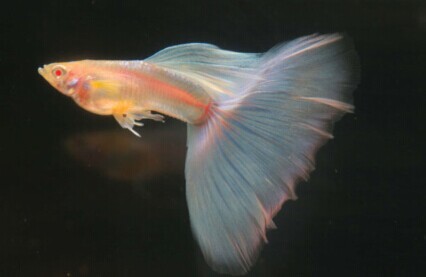 孔雀鱼养殖入门