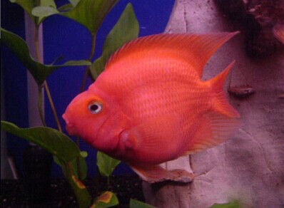 血鹦鹉的饲养要点