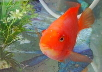 鹦鹉鱼的饲养方法