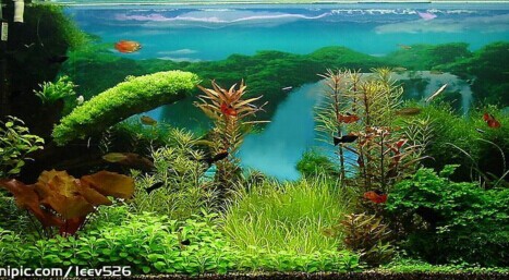 厥类植物与沉木的搭配