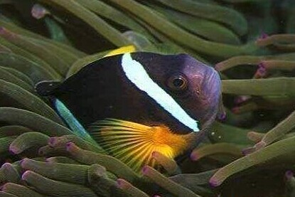 蝶鱼饲养要点与策略