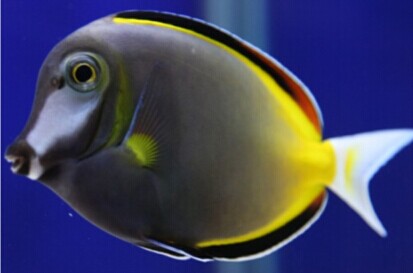 详解海水氮循环