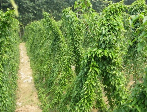 山药栽培技术