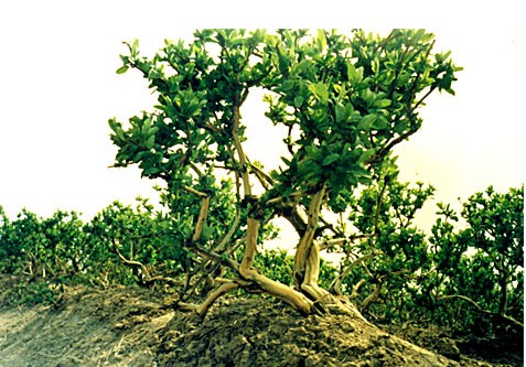 金银花种植技术