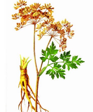 当归丰产栽培技术