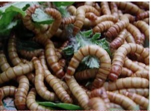 黄粉虫成虫的饲养