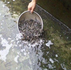 几种泥鳅病害的防治