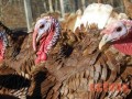 Massachusetts TURKEY FARMS