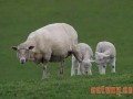一胎多产羔羊喂养法