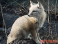 狐狸的养殖技术