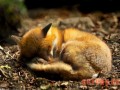 引起狐貉貂腹泻的主要原因