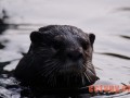 海狸鼠的采食、游泳