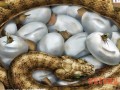 蛇卵孵化技术