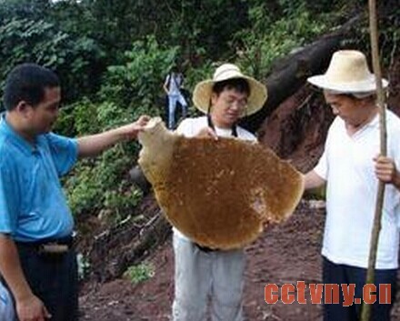 工蜂的工作和分工