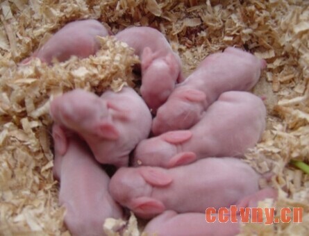 新生仔兔不吃乳咋办