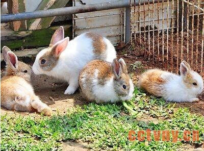 肉兔群养肥育技术