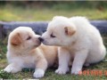 犬何偻病和骨软症
