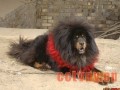 藏獒疾病性不育