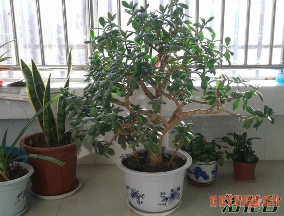 冬天怎么养花(越冬管理)