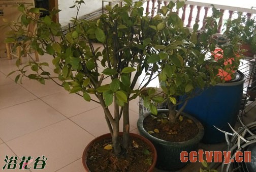 茶花换盆方法