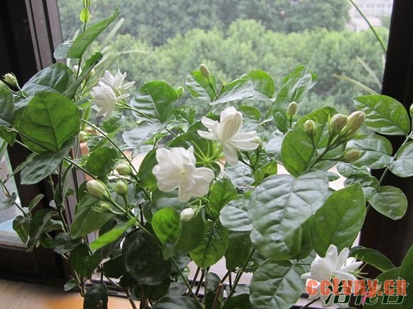 茉莉冬天怎么养