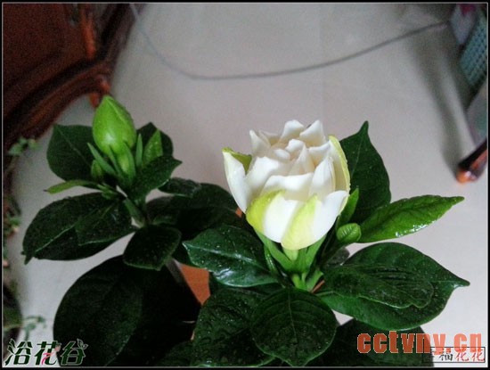 怎样防止栀子花落蕾