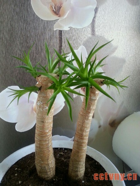 龙血树砍头多久发芽（含方法）