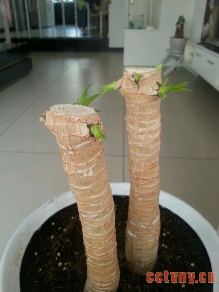 龙血树砍头多久发芽（含方法）