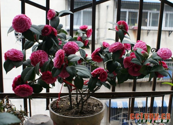 茶花如何施肥