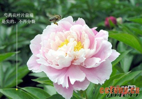 牡丹花和芍药区别图