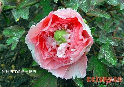牡丹花和芍药区别图