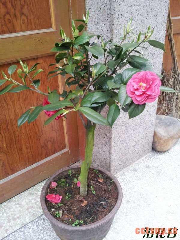 茶花如何浇水