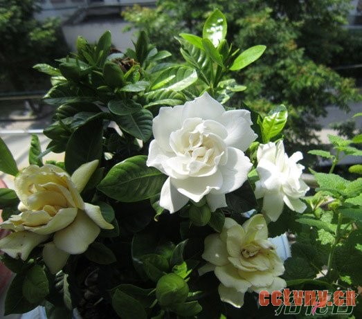 栀子花花朵变黄