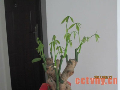 发财树的修剪方法(图)