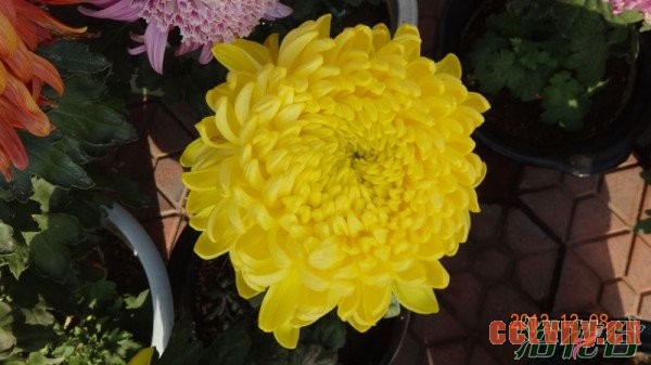 菊花疏蕾的方法(图)