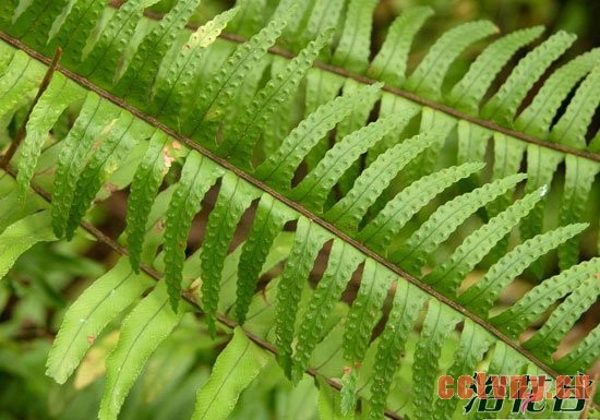 肾蕨怎么养
