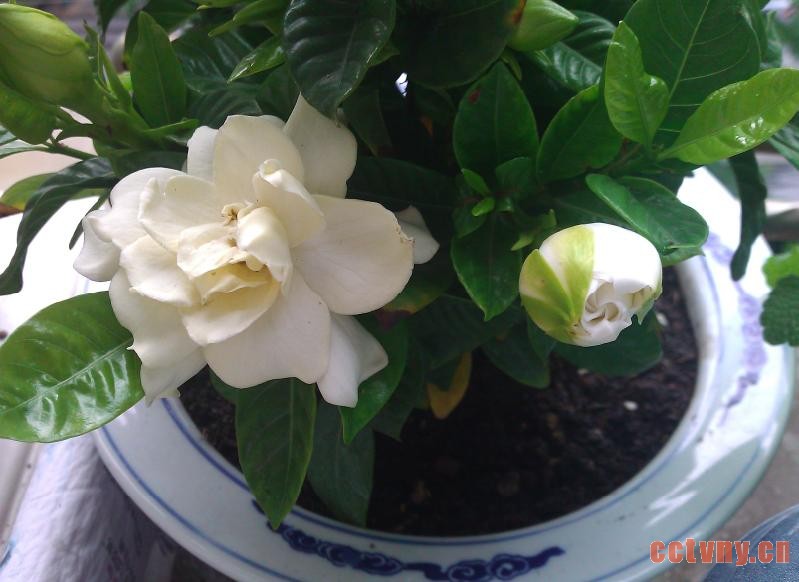 栀子花怎么浇水