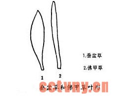 佛甲草和垂盆草的区别(图)