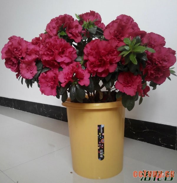 新买杜鹃花的养护方法