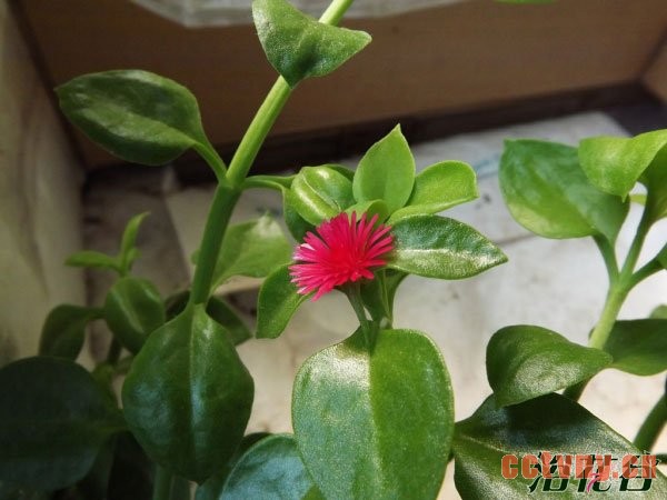 牡丹吊兰 穿心莲的关系分析